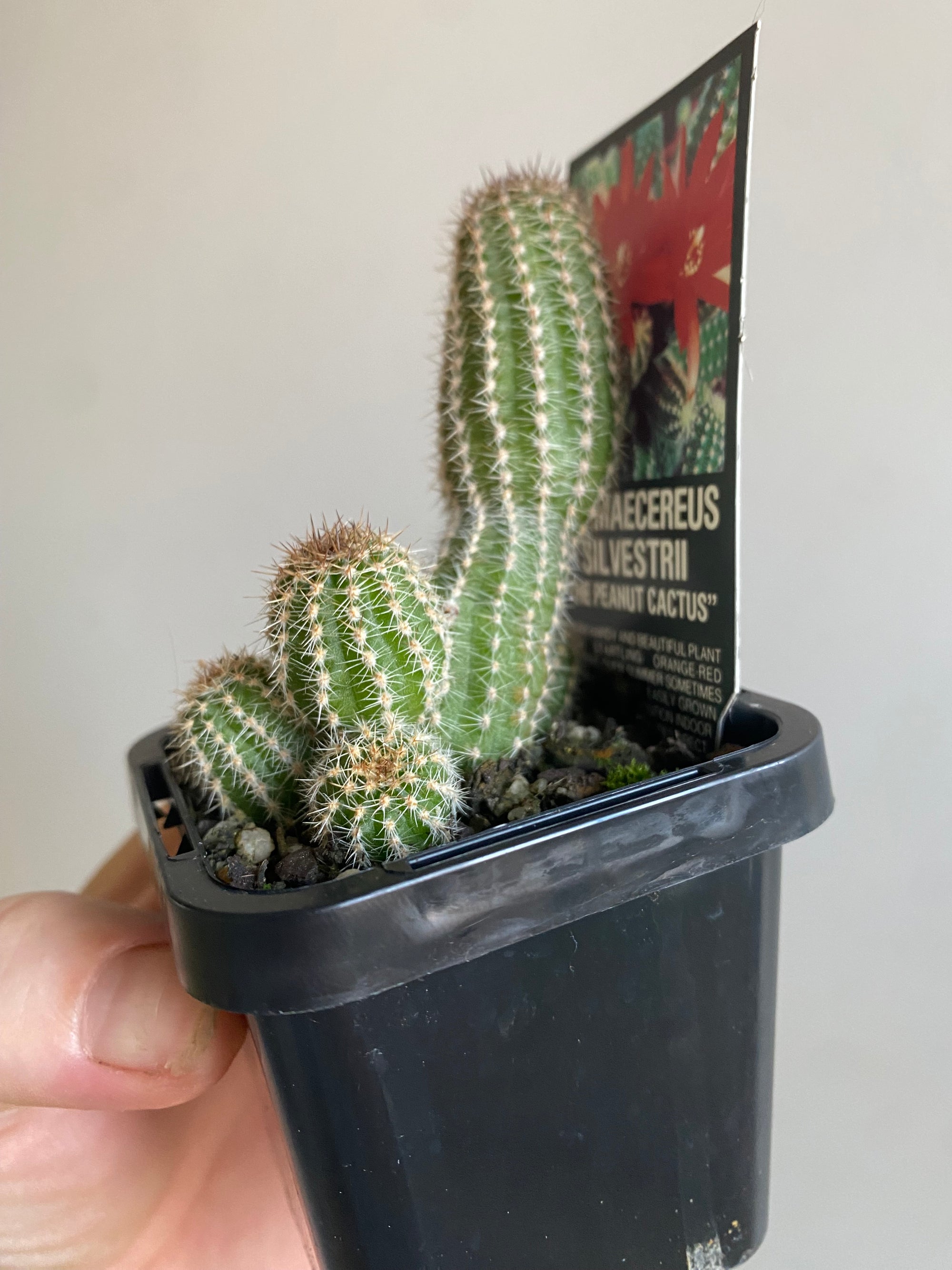 Chamaecereus silvestrii 'The Peanut Cactus'