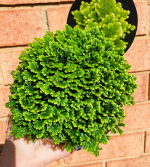 Selaginella martensii variegata - 'Jori'