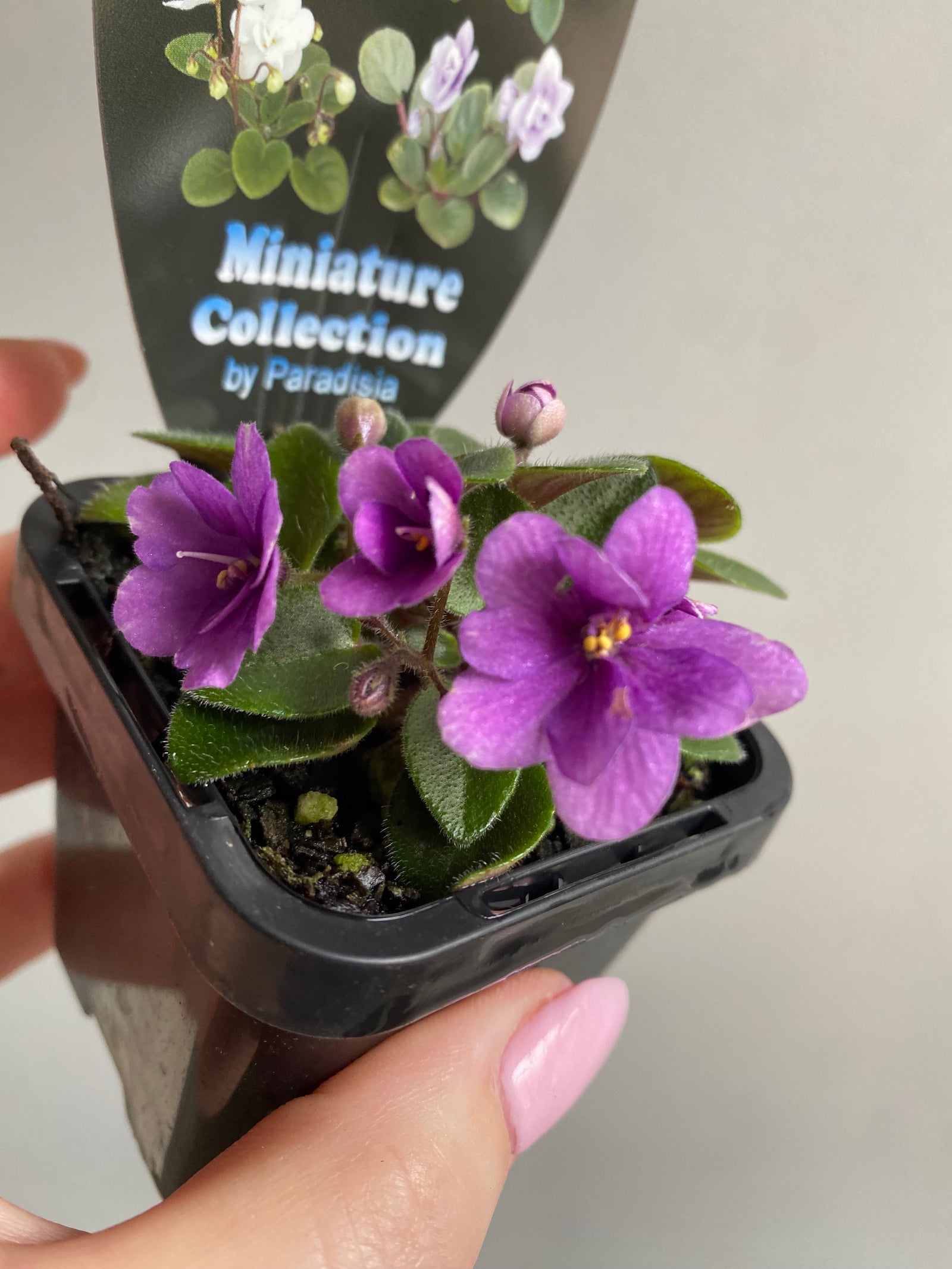 African Violet - Rob's Fuddy Duddy