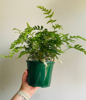 Davallia humata - Hare's Foot Fern