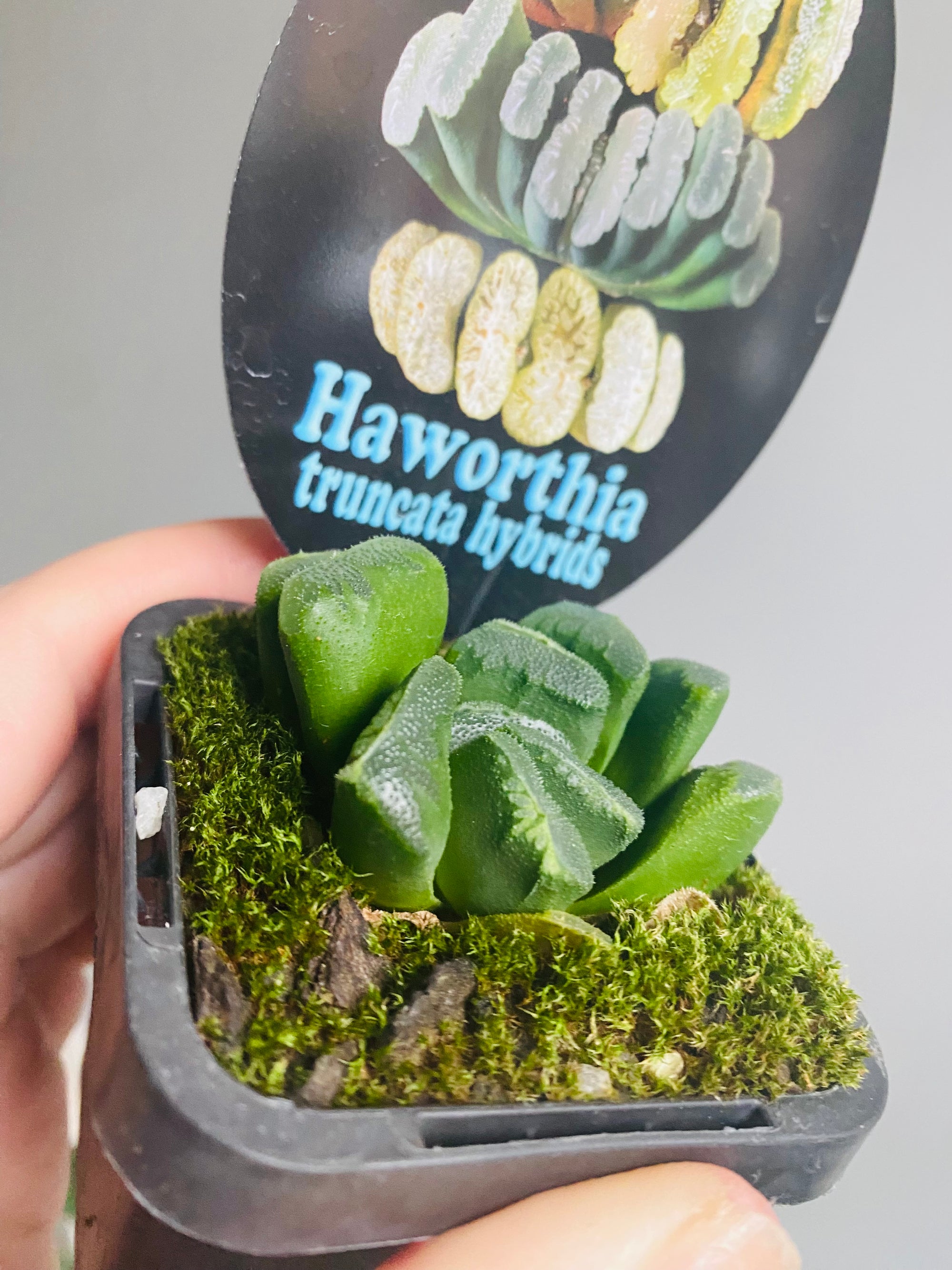 Haworthia truncata hybrid