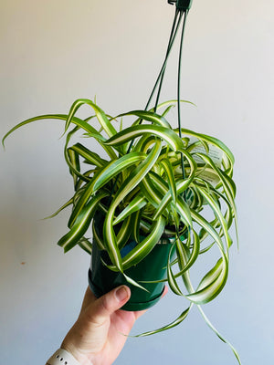 Chlorophytum comosum - Curly Spider Plant