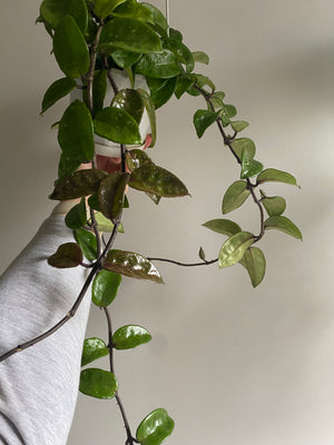 Hoya - Krinkle 'Rubra' Collection No. 190