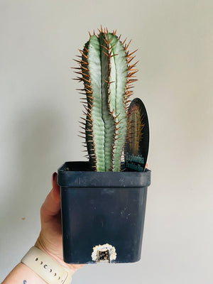 Euphorbia polygona 'Paradisian Blue'