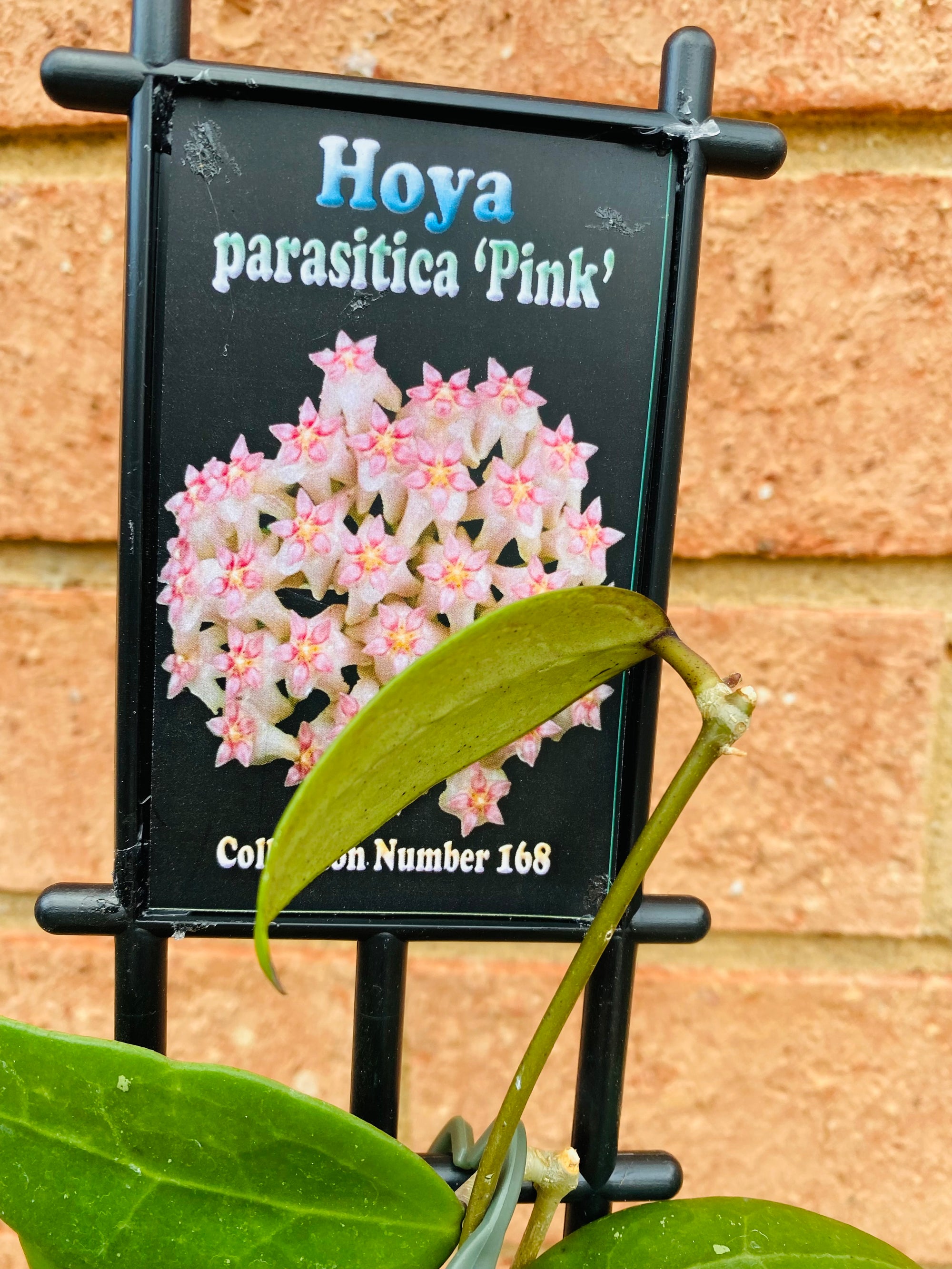 Hoya - Parasitica Pink Collection No. 168