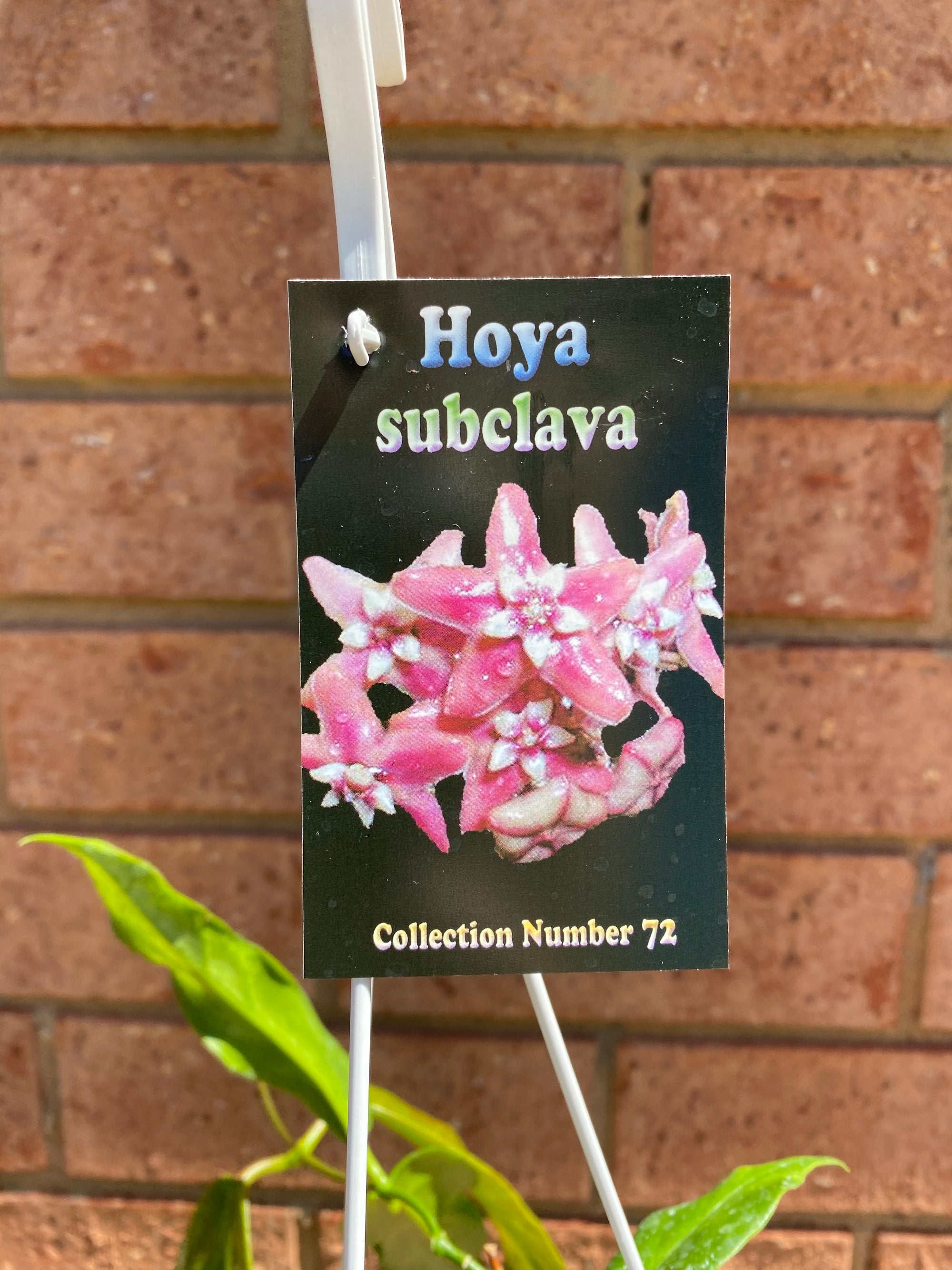 Hoya - Subclava Collection No. 72