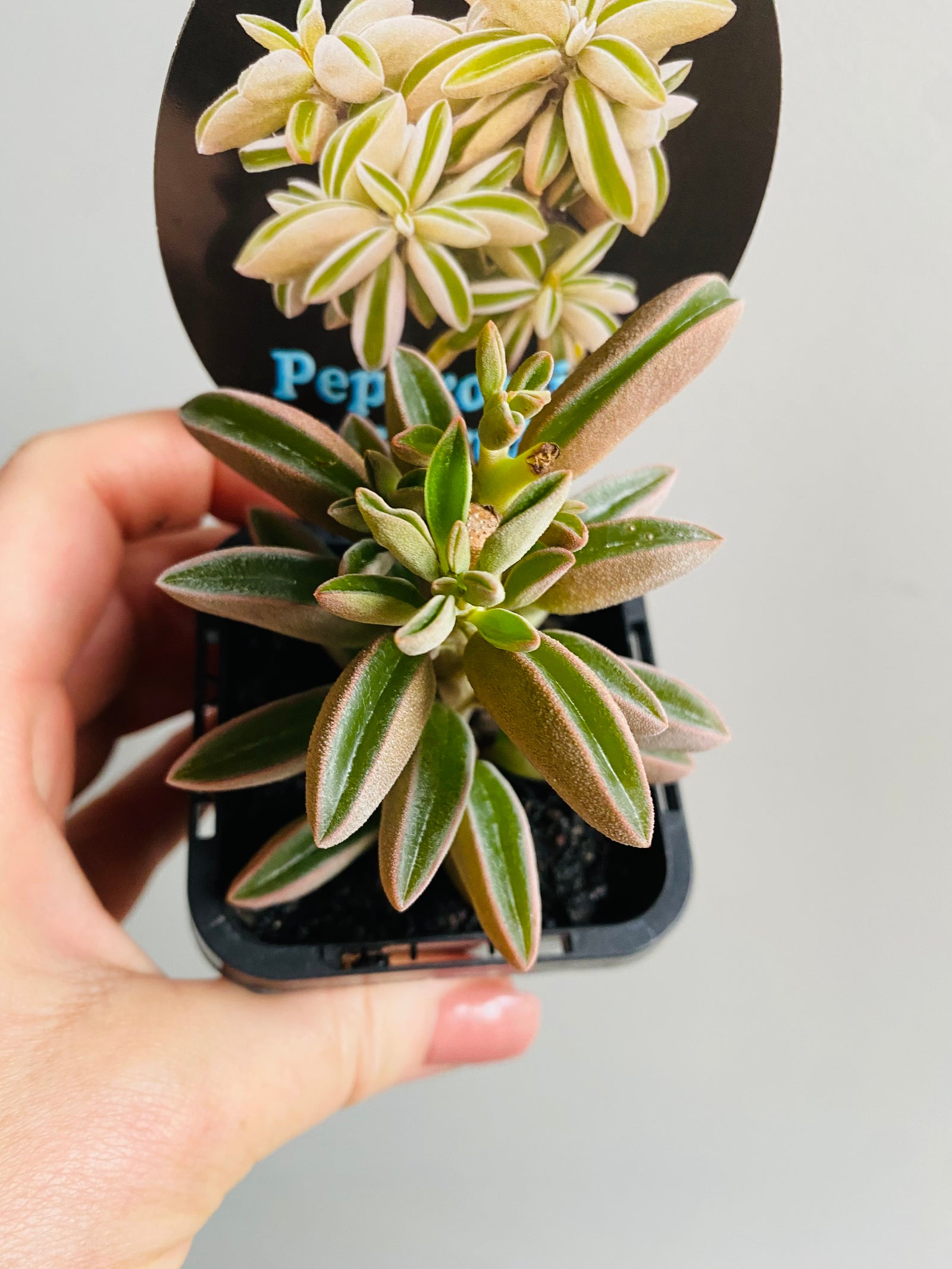 Peperomia asperula