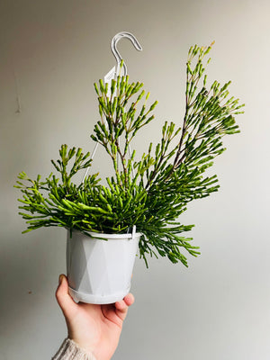 Rhipsalis Hatiora salicornioides - Mistletoe Cactus Collection No. 6