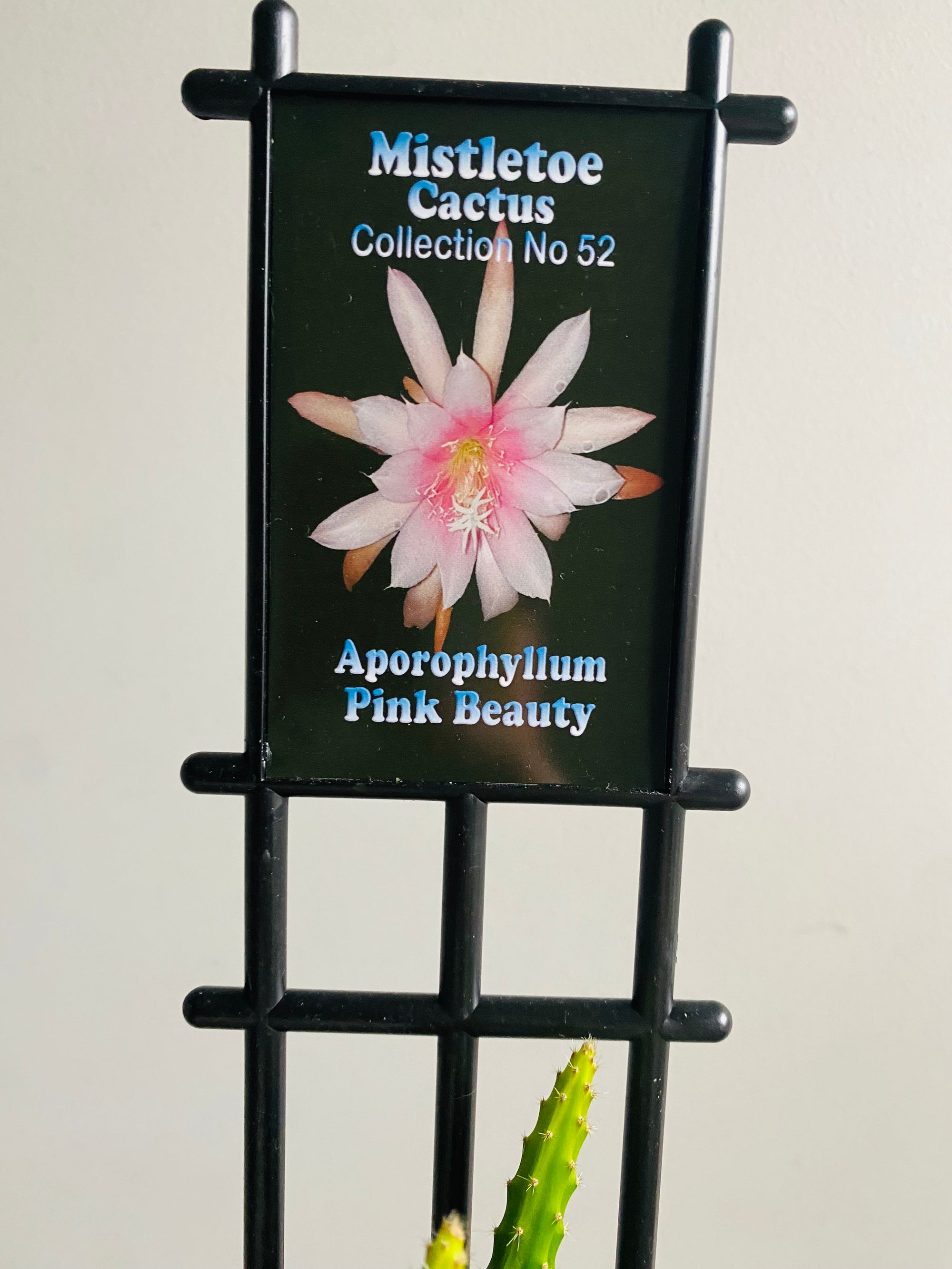 Aporophyllum ‘Pink Beauty’ - Mistletoe Cactus Collection No. 52