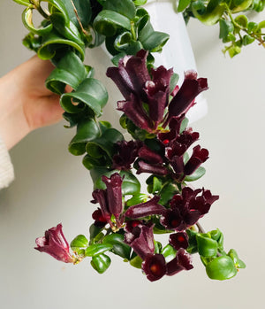 Curly Lipstick Plant (Curly) - Aeschynanthus radicans