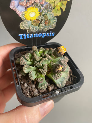 Titanopsis spp.