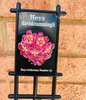 Hoya - Davidcummingii Collection No. 41