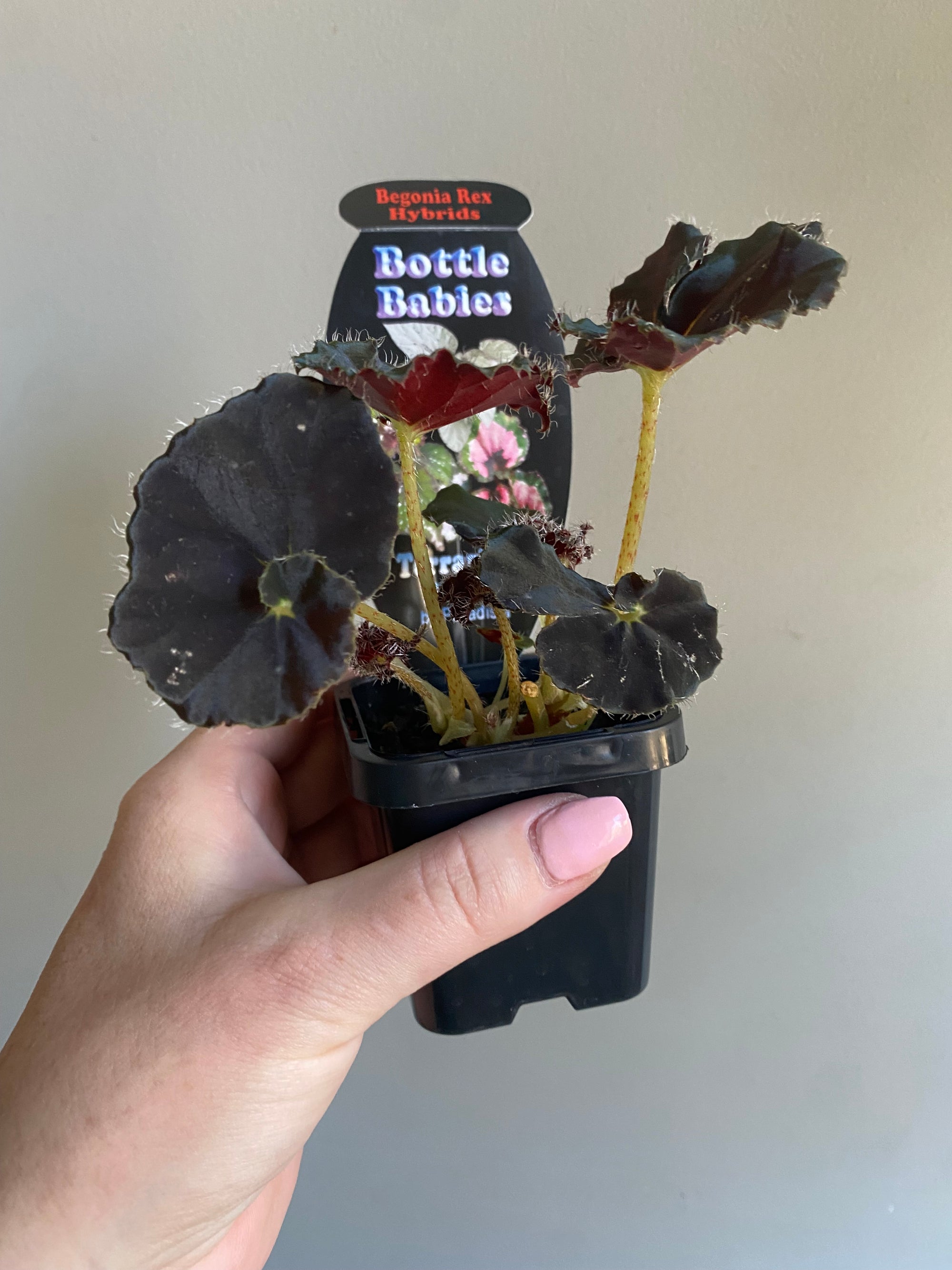 Begonia rex hybrid - Black Velvet Twist