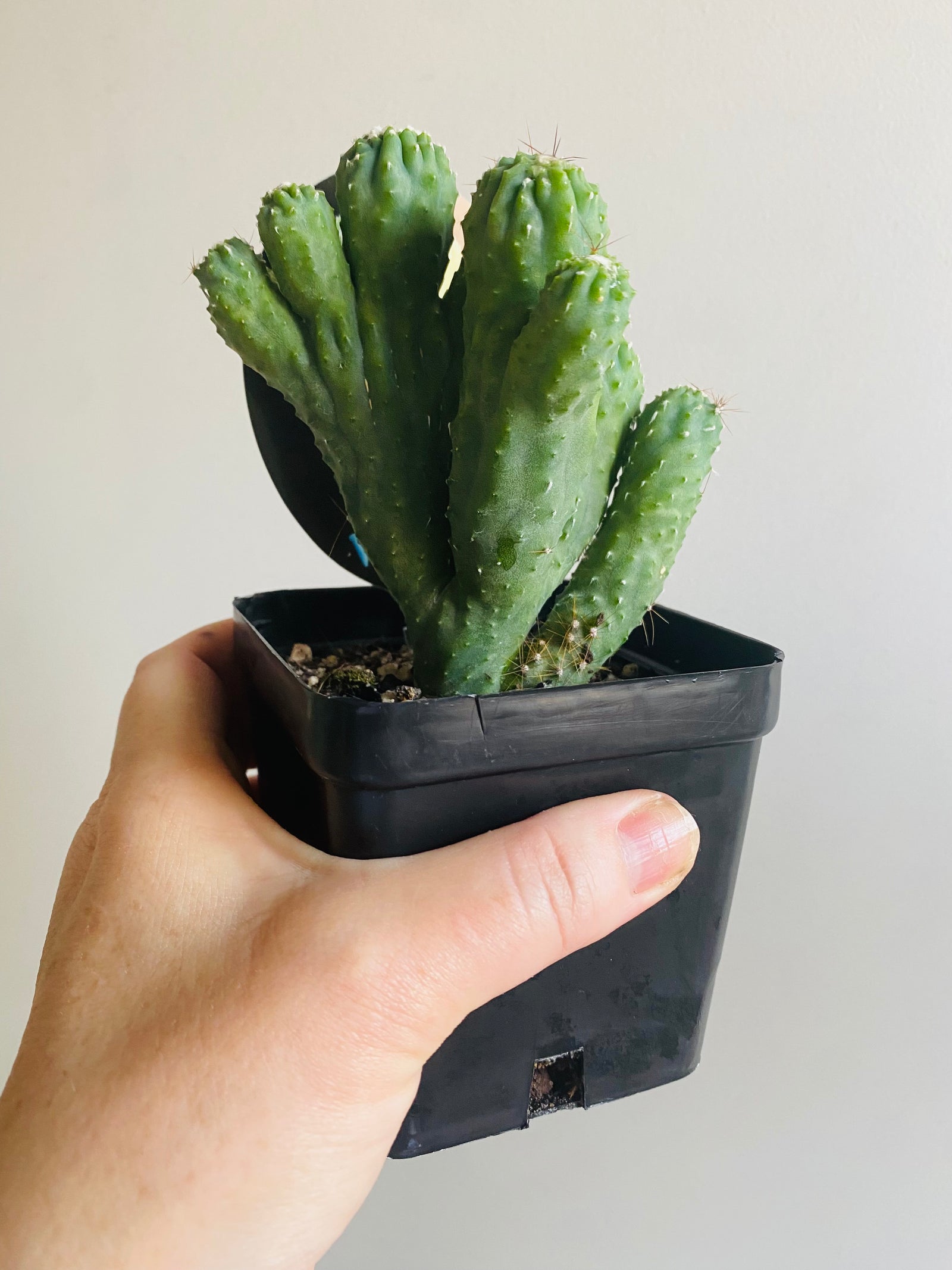 Cereus hildamannianus 'Wild Thing'