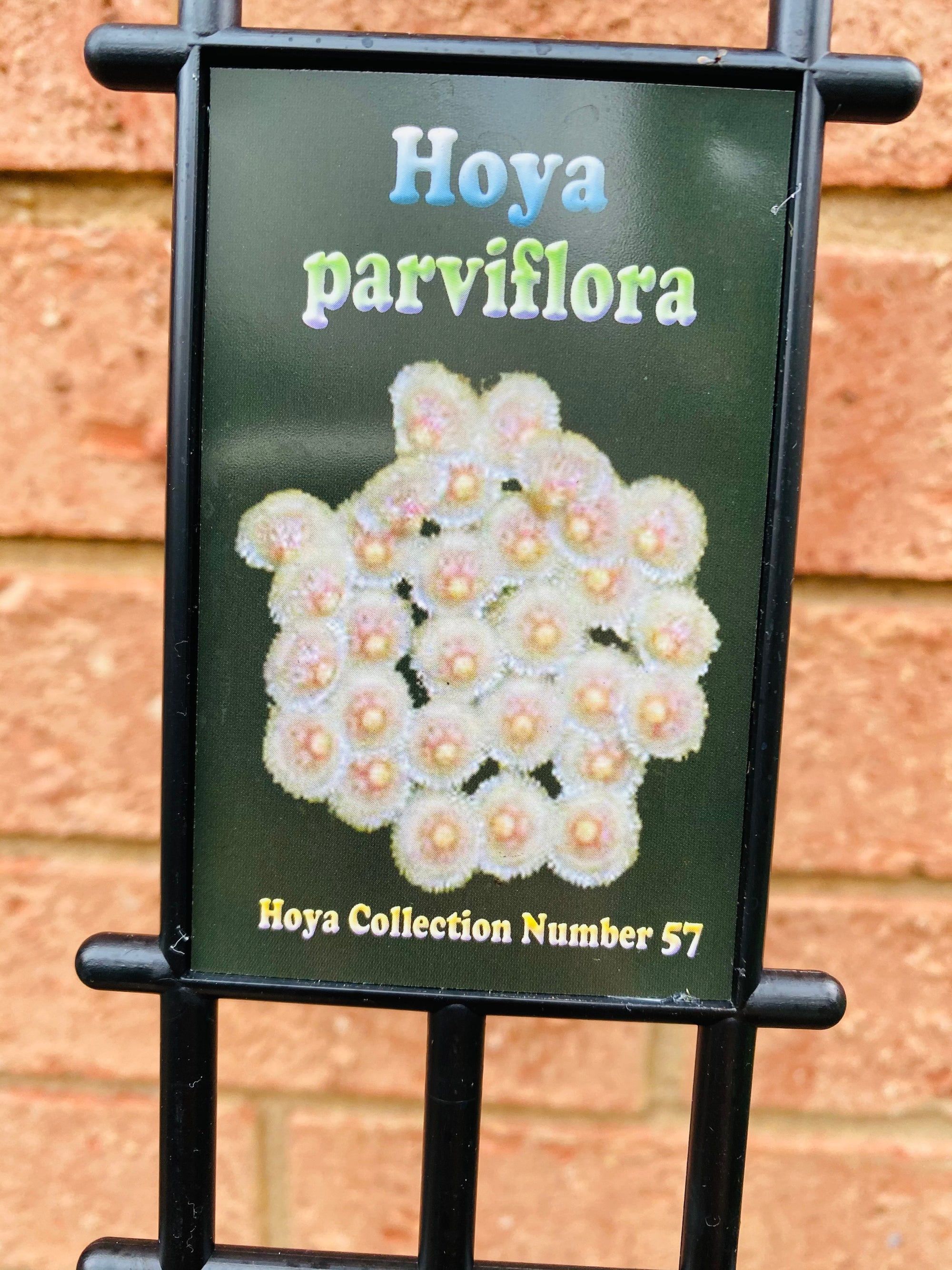 Hoya - Parviflora Collection No. 57