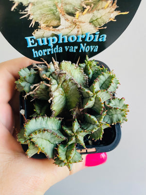 Euphorbia horrida var. Nova