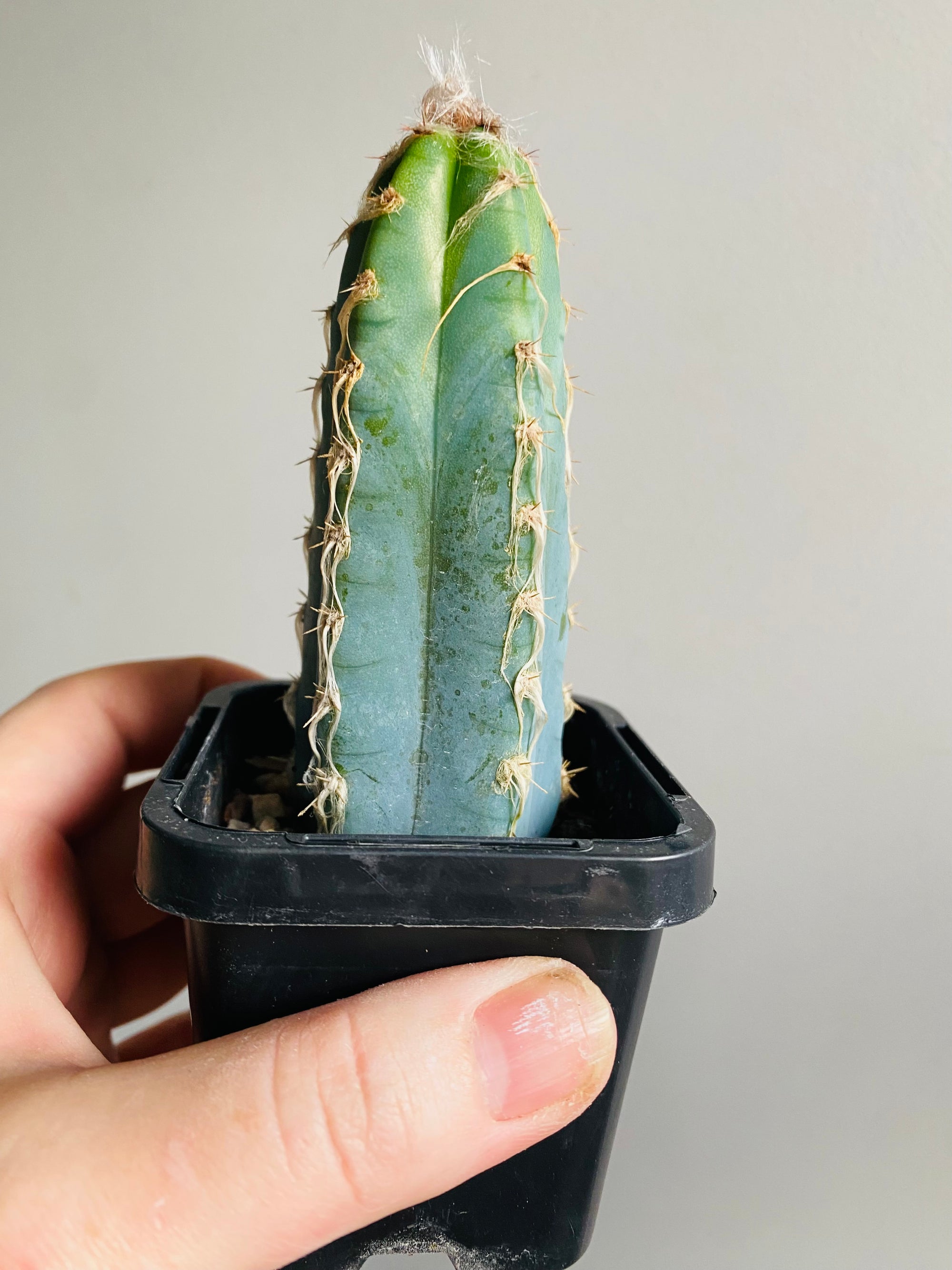 Pilosocereus pachycladus