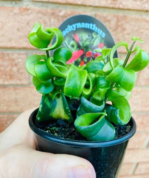 Curly Lipstick Plant (Curly) - Aeschynanthus radicans