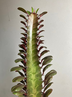 Euphorbia trigona red - African Milk Tree