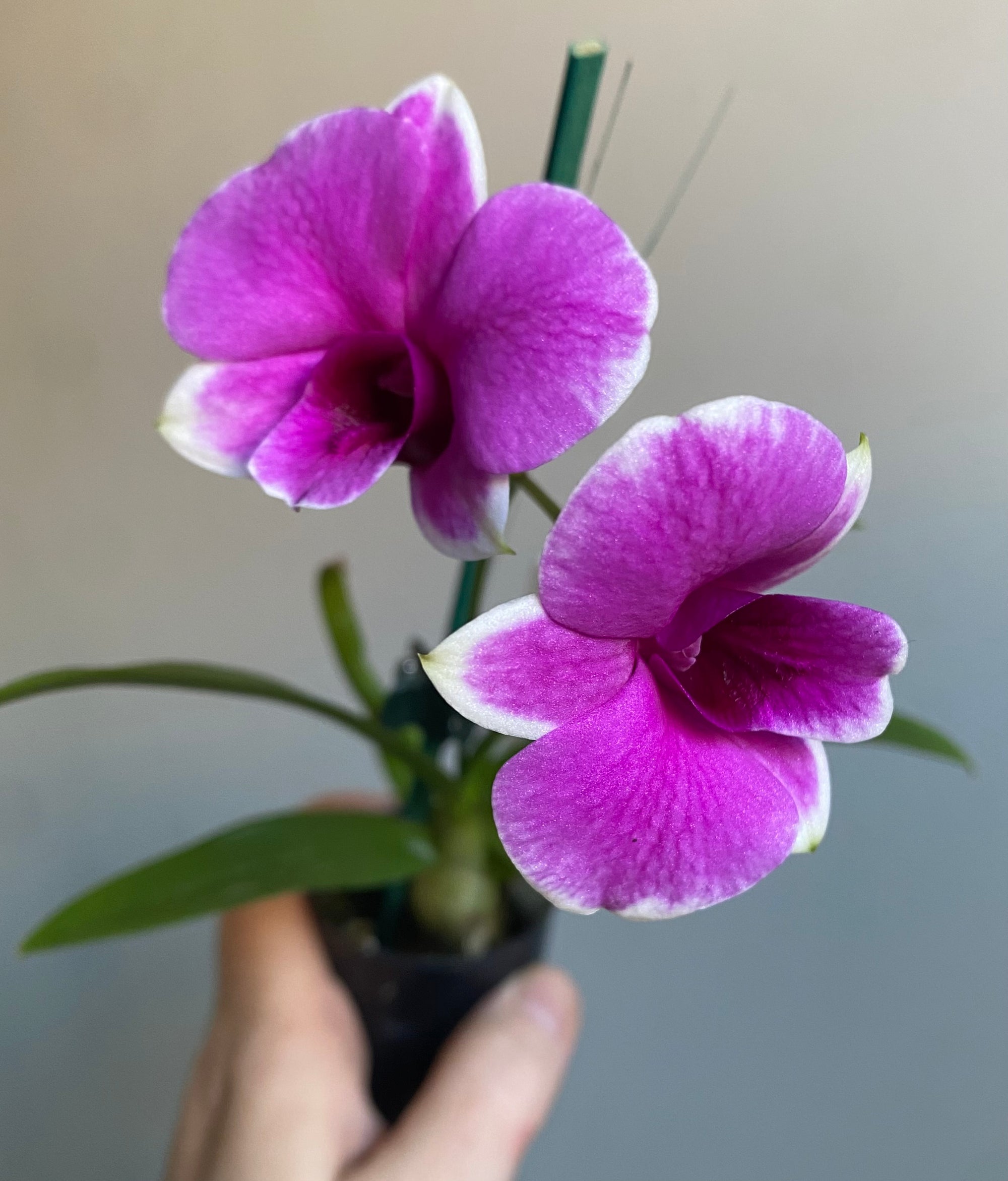 Dendrobium mini Yaya