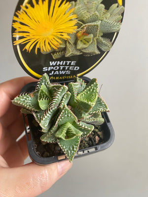 Faucaria britanea - White Spotted Jaws