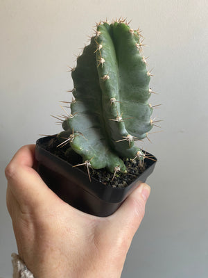 Cereus peruvianus 'spiralis'