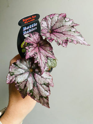 Begonia rex hybrid (silver/pink)