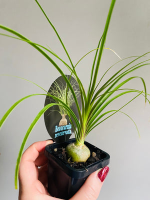 Beaucarnia recurvata 'Ponytail Palm'