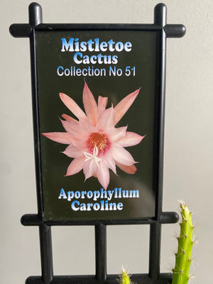 Aporophyllum ‘Caroline’ - Mistletoe Cactus Collection No. 51