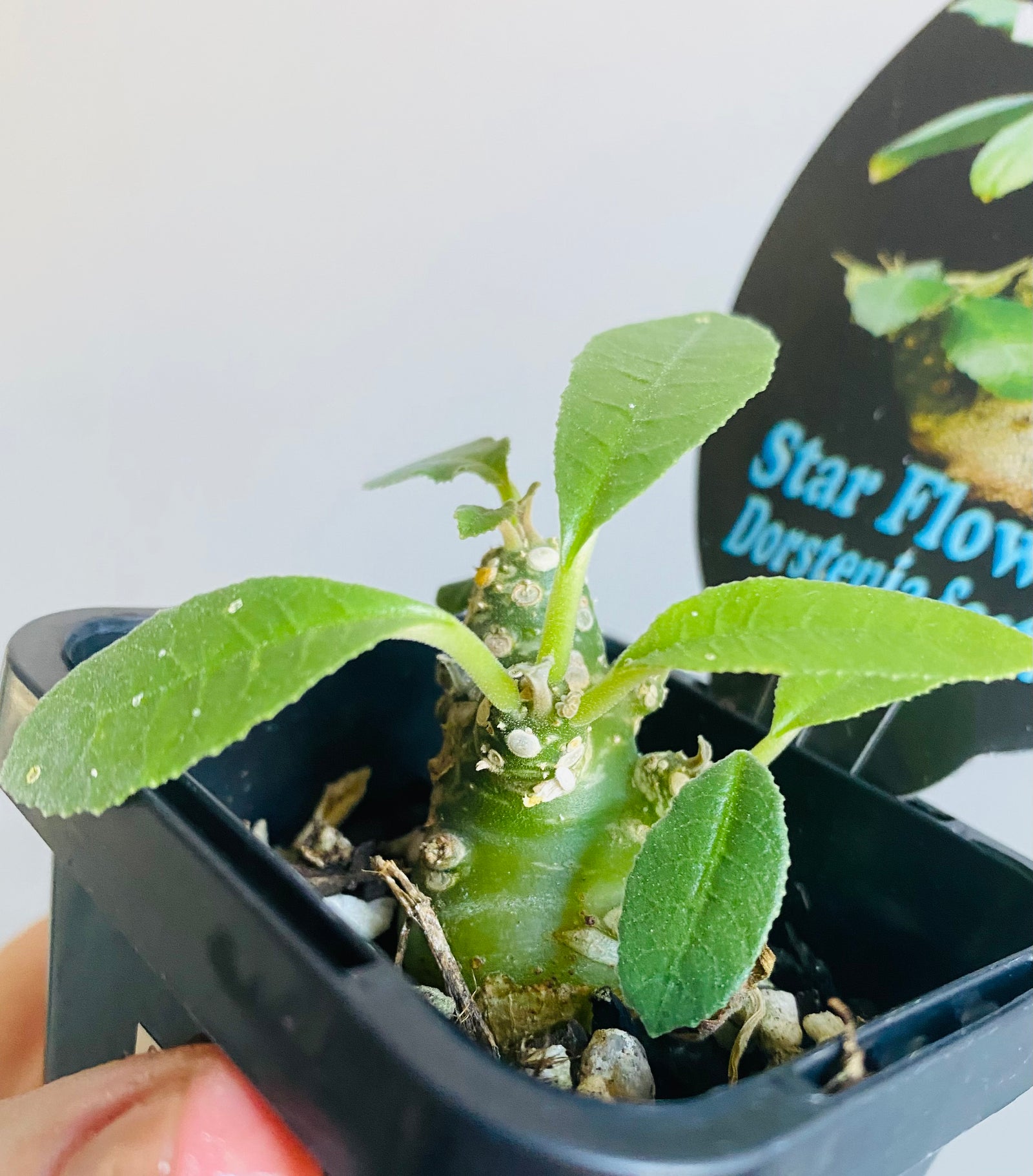 Dorstenia foetida 'Star Flowers'