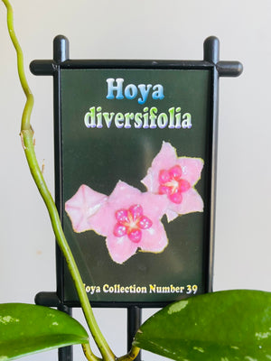 Hoya - Diversifolia Collection No. 39