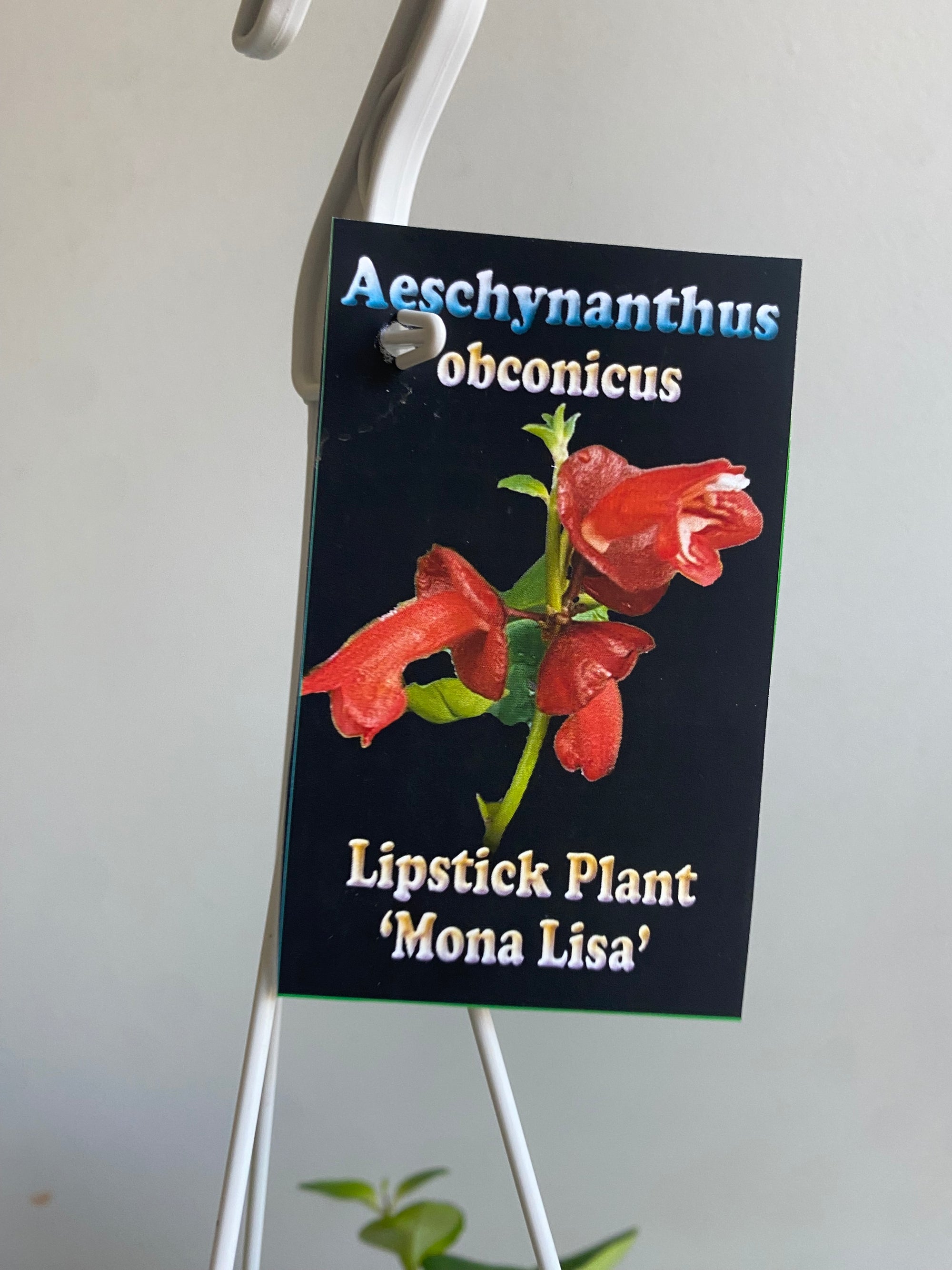 Lipstick Plant - Aeschynanthus obconicus 'Mona Lisa' (New Release)