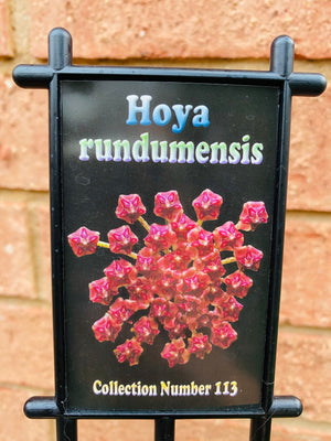 Hoya - Rundumensis Collection No. 113