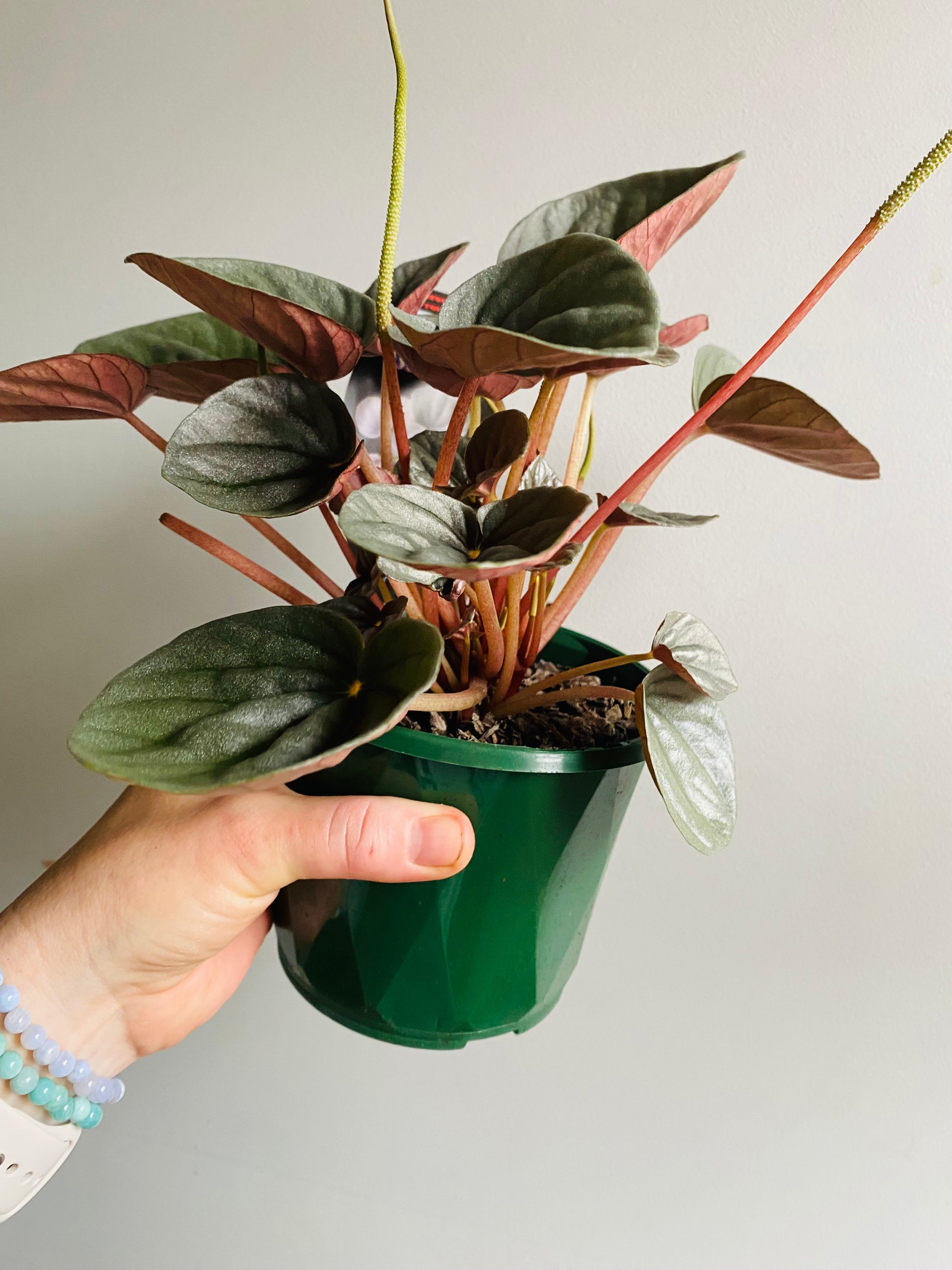 Peperomia - Frosty