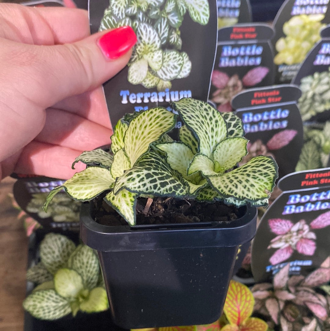 Fittonia - White Anne