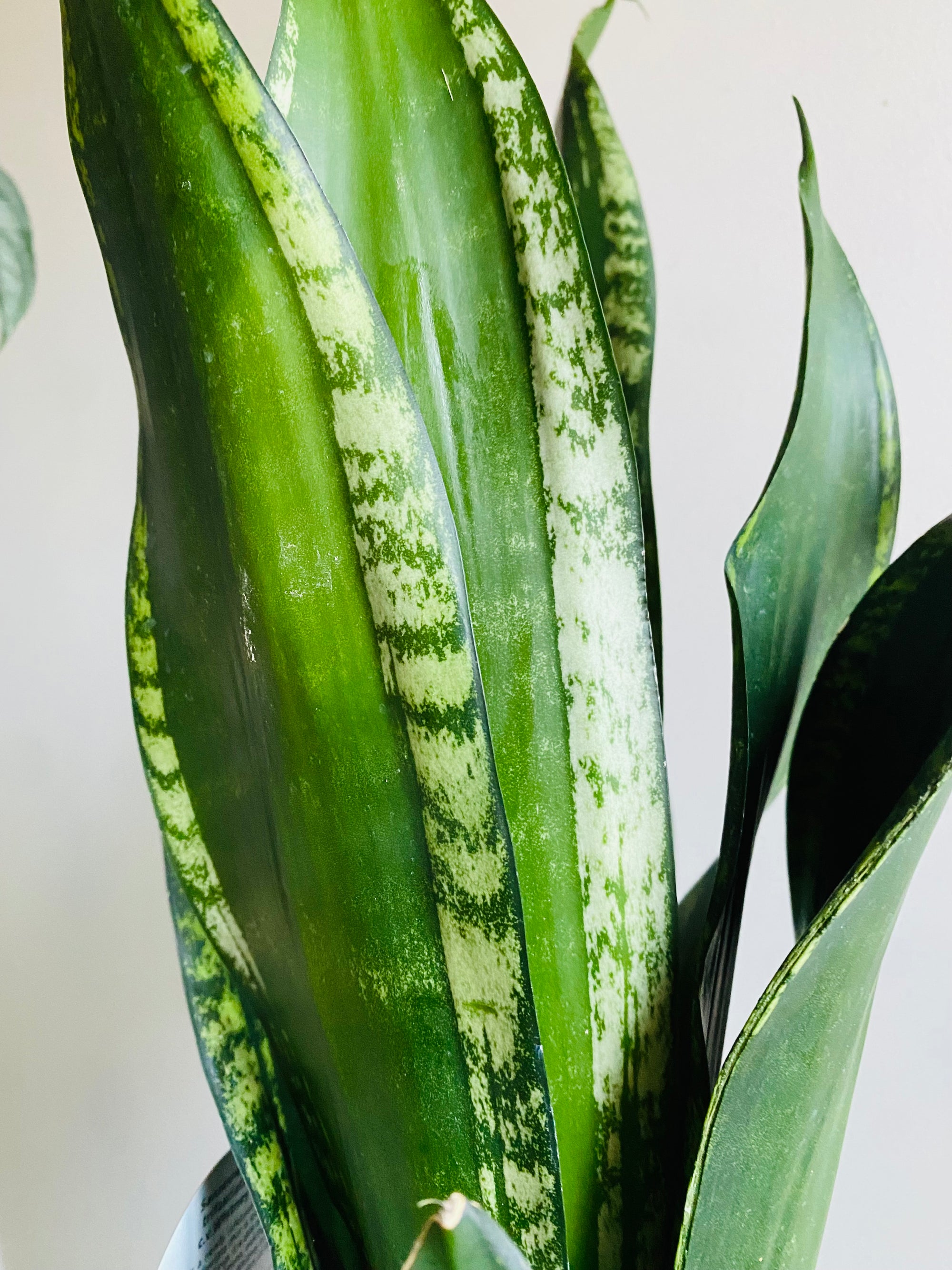 Sansevieria trifasciata - Whitney