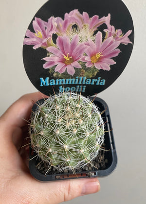 Mammillaria boolii