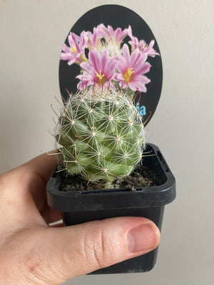 Mammillaria boolii