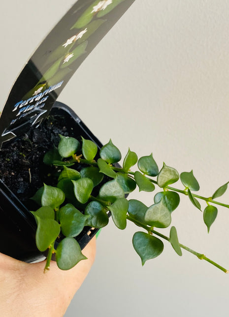 Dischidia ruscifolia - Million Hearts