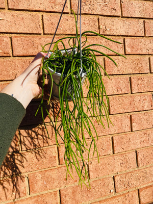 Rhipsalis Cassutha - Mistletoe Cactus Collection No. 10