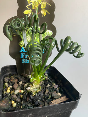 Albuca spiralis ‘Frizzle Sizzle’ (Summer Dormant) Bulbs Available