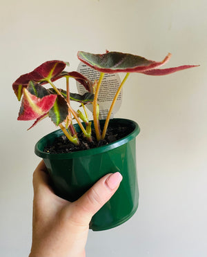 Begonia listada - The Striped Begonia