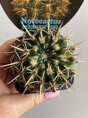 Notocactus submamulosus