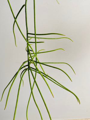 Rhipsalis Hoelleri - Mistletoe Cactus Collection No. 14