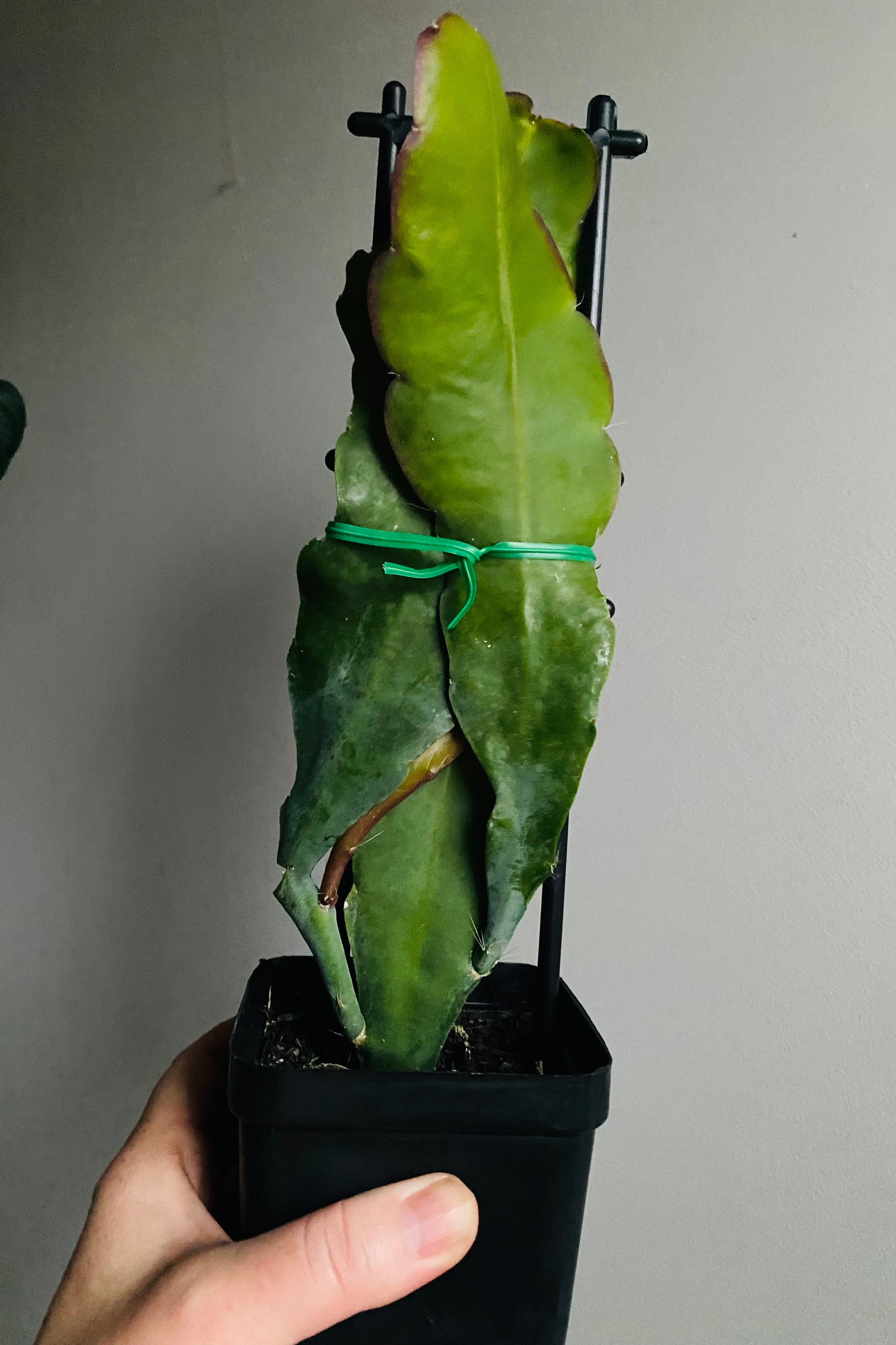 Epiphyllum 'Surprise Party' - Collection No. 371