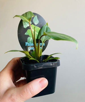 Philodendron gloriosum