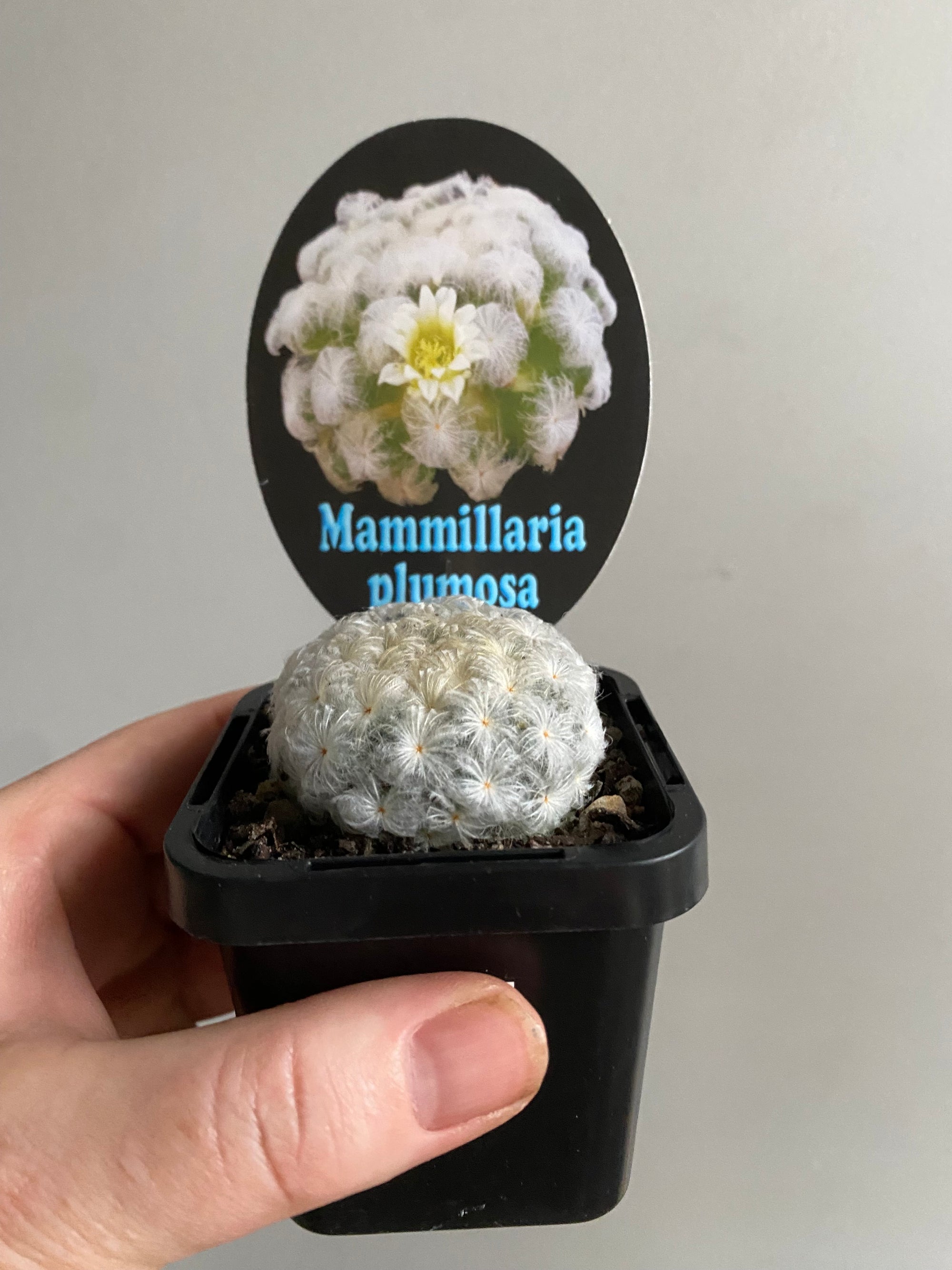 Mammillaria plumosa