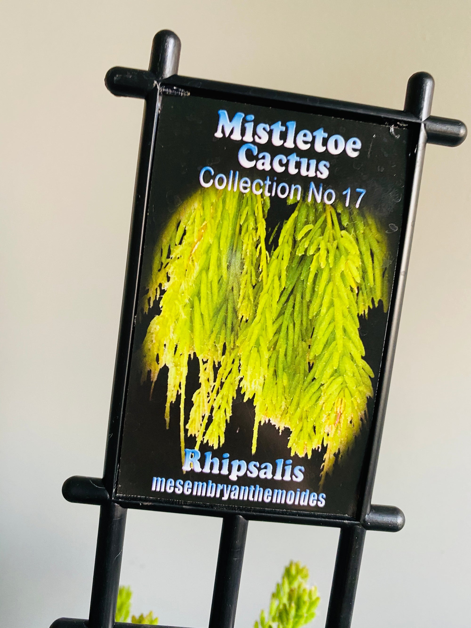 Rhipsalis Mesembryanthemoides - Mistletoe Cactus Collection No. 17