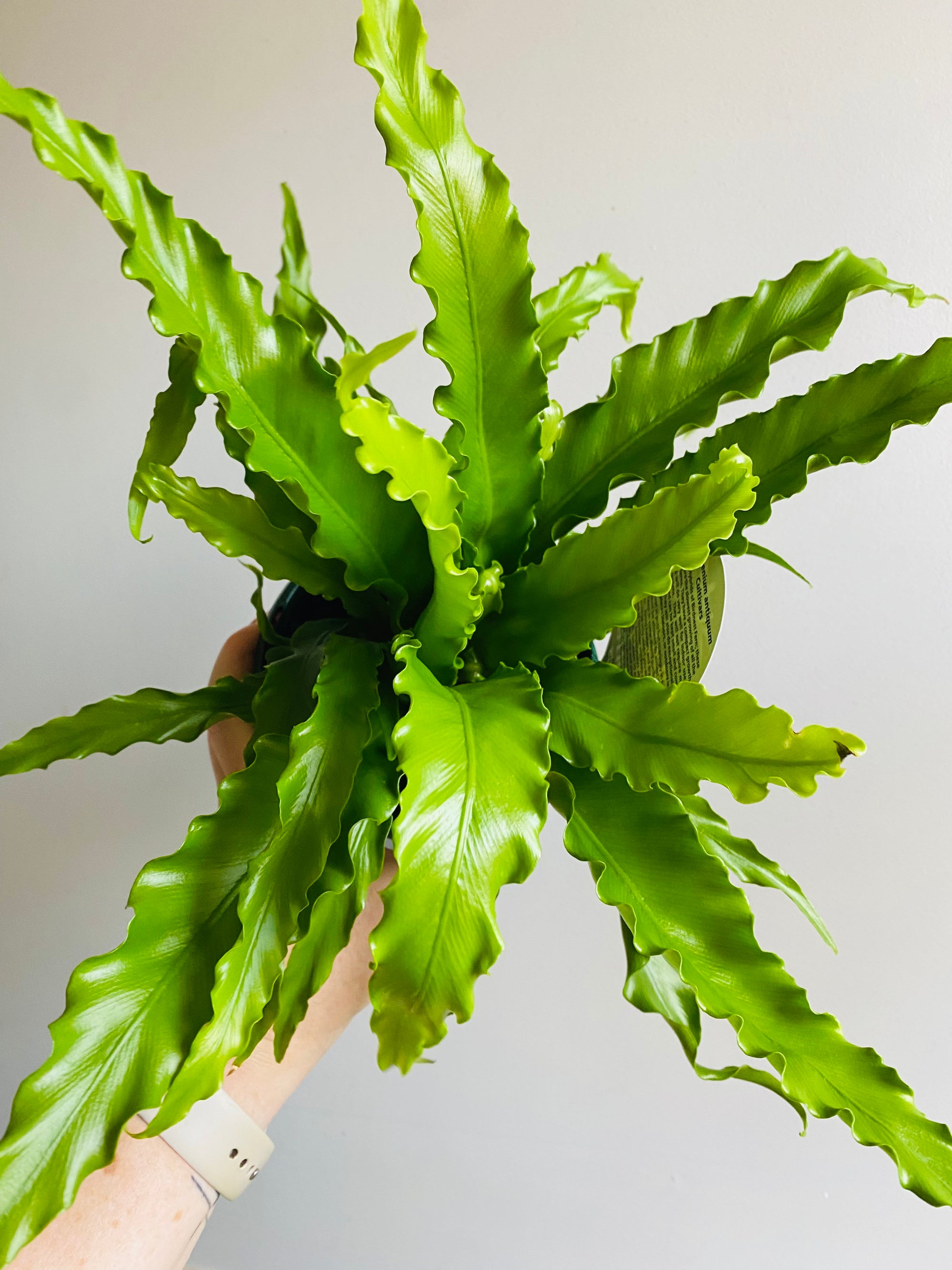 Asplenium antiquum cultivar - 'Victoria' Japanese Bird's Nest Fern