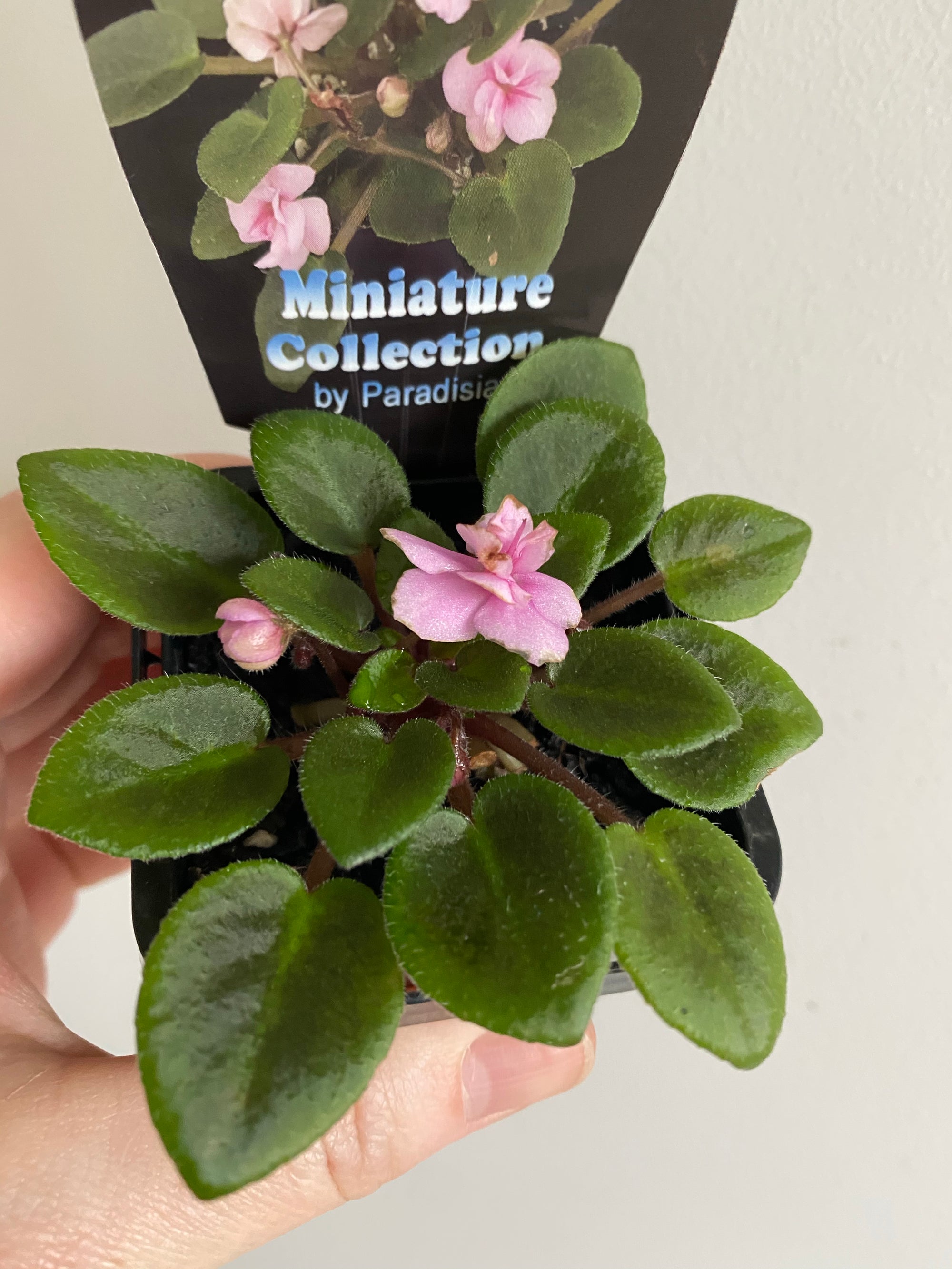 African Violet - Summer Wind